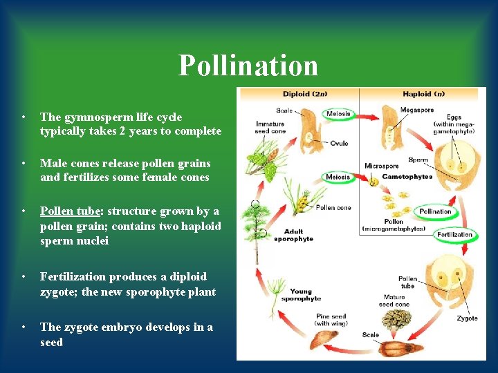 Pollination • The gymnosperm life cycle typically takes 2 years to complete • Male