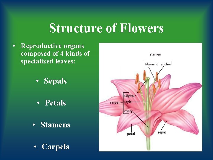 Structure of Flowers • Reproductive organs composed of 4 kinds of specialized leaves: •