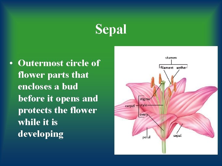 Sepal • Outermost circle of flower parts that encloses a bud before it opens
