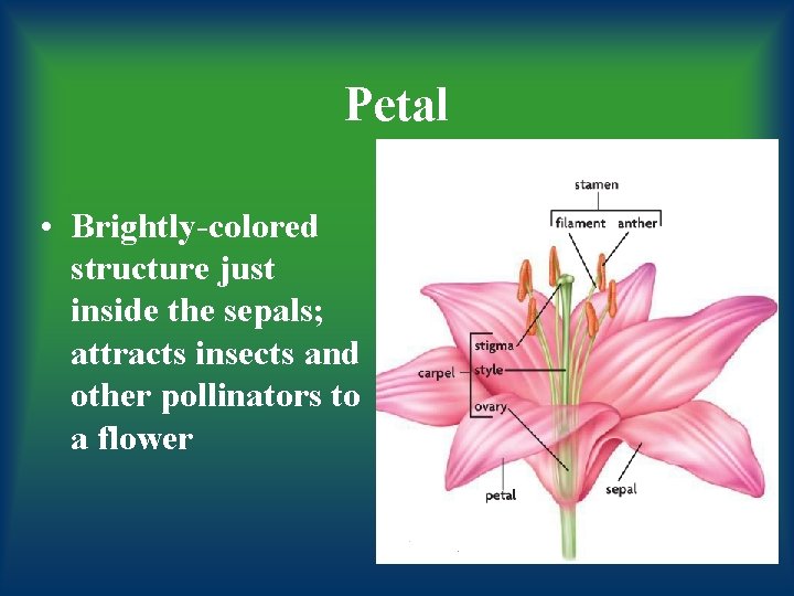 Petal • Brightly-colored structure just inside the sepals; attracts insects and other pollinators to