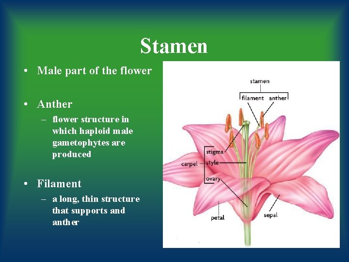 Stamen • Male part of the flower • Anther – flower structure in which