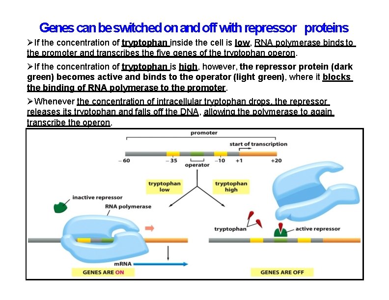 Genes can be switched on and off with repressor proteins If the concentration of Genes can be switched on and off with repressor proteins If the concentration of