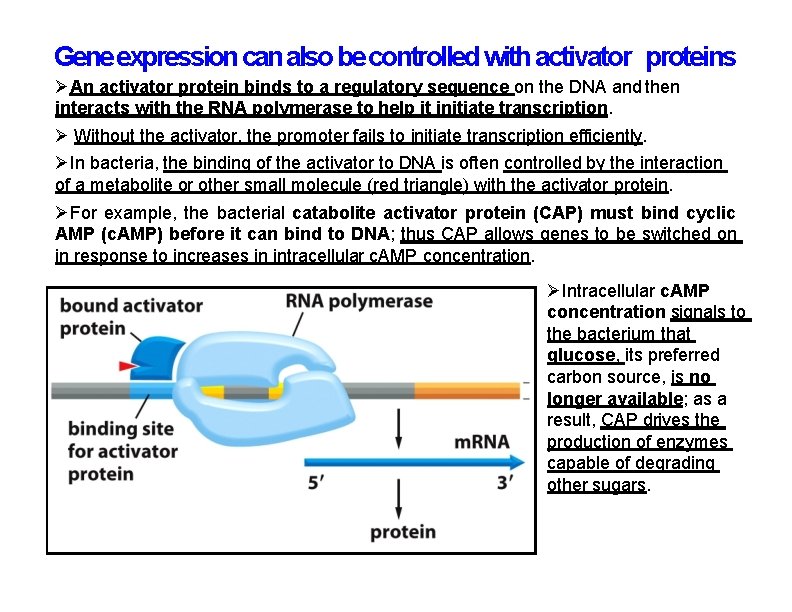 Gene expression can also be controlled with activator proteins An activator protein binds to Gene expression can also be controlled with activator proteins An activator protein binds to
