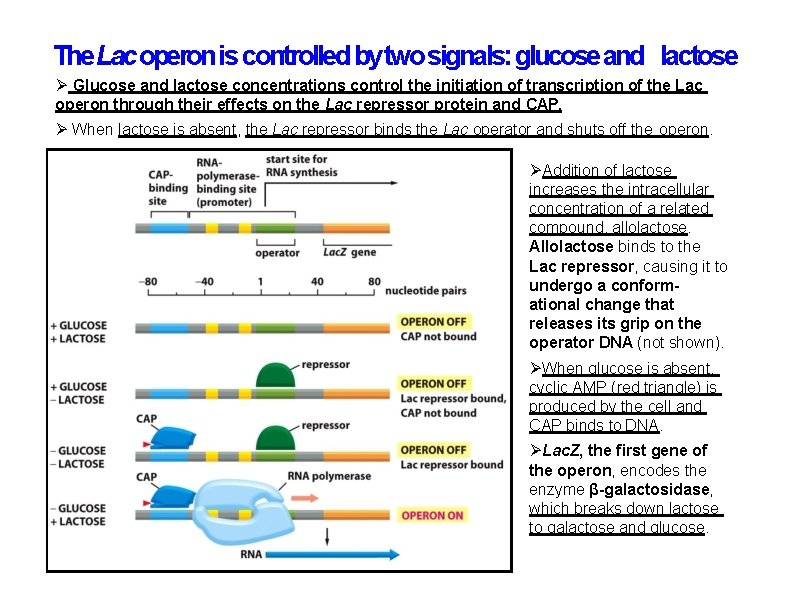 The Lac operon is controlled by two signals: glucose and lactose Glucose and lactose The Lac operon is controlled by two signals: glucose and lactose Glucose and lactose
