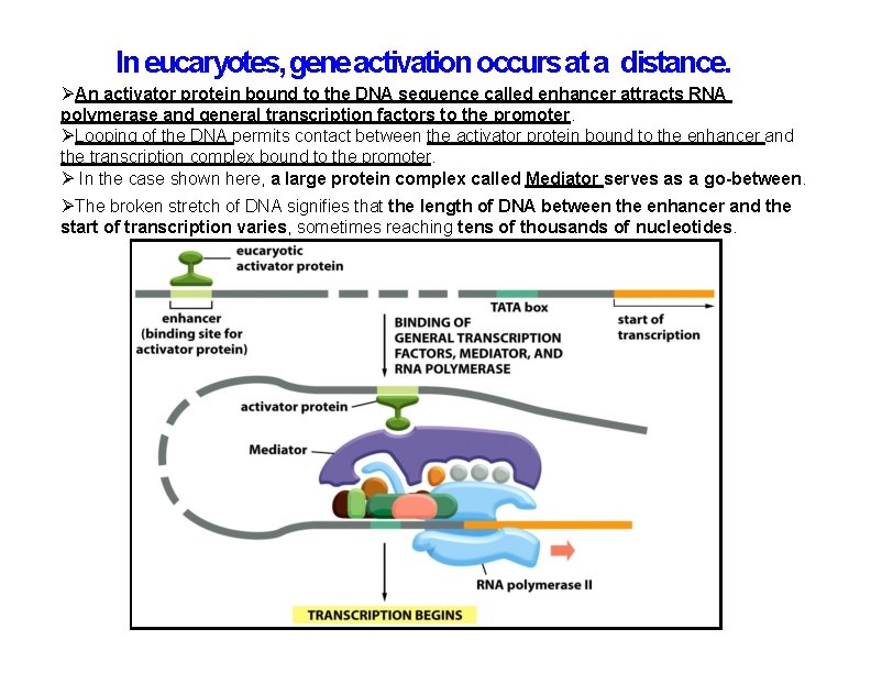 In eucaryotes, gene activation occurs at a distance. An activator protein bound to the In eucaryotes, gene activation occurs at a distance. An activator protein bound to the
