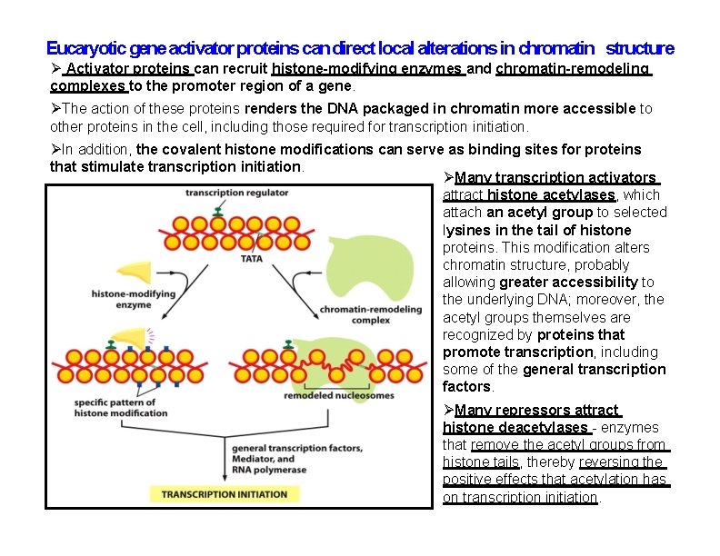 Eucaryotic gene activator proteins can direct local alterations in chromatin structure Activator proteins can Eucaryotic gene activator proteins can direct local alterations in chromatin structure Activator proteins can