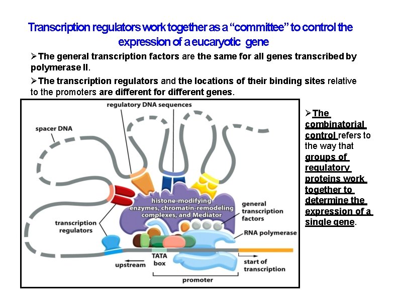 Transcription regulators work together as a “committee” to control the expression of a eucaryotic Transcription regulators work together as a “committee” to control the expression of a eucaryotic