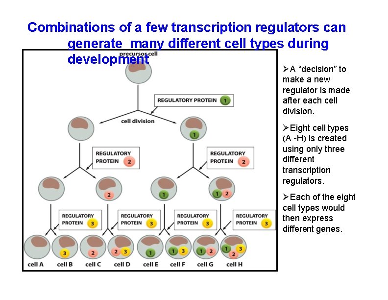 Combinations of a few transcription regulators can generate many different cell types during development Combinations of a few transcription regulators can generate many different cell types during development