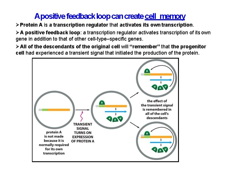 Apositive feedback loop can create cell memory Protein A is a transcription regulator that Apositive feedback loop can create cell memory Protein A is a transcription regulator that