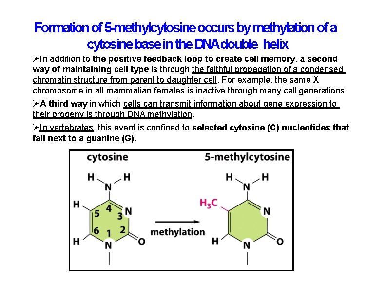 Formation of 5 -methylcytosine occurs by methylation of a cytosine base in the DNAdouble Formation of 5 -methylcytosine occurs by methylation of a cytosine base in the DNAdouble