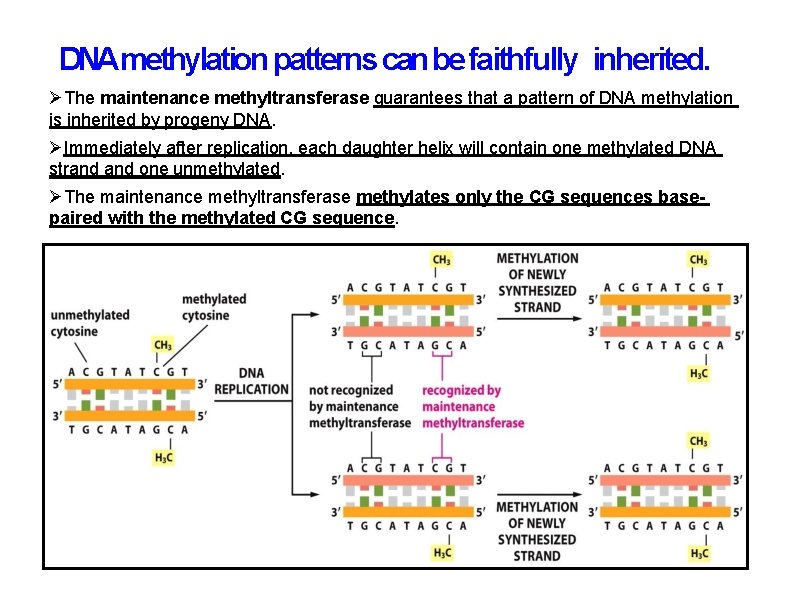 DNAmethylation patterns can be faithfully inherited. The maintenance methyltransferase guarantees that a pattern of DNAmethylation patterns can be faithfully inherited. The maintenance methyltransferase guarantees that a pattern of