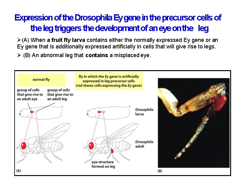 Expression of the Drosophila Ey gene in the precursor cells of the leg triggers Expression of the Drosophila Ey gene in the precursor cells of the leg triggers