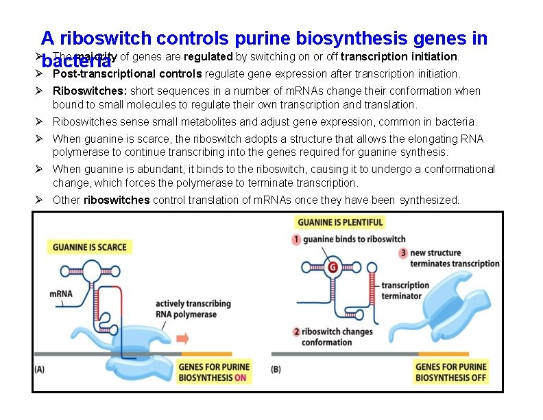 A riboswitch controls purine biosynthesis genes in The majority of genes are regulated by A riboswitch controls purine biosynthesis genes in The majority of genes are regulated by