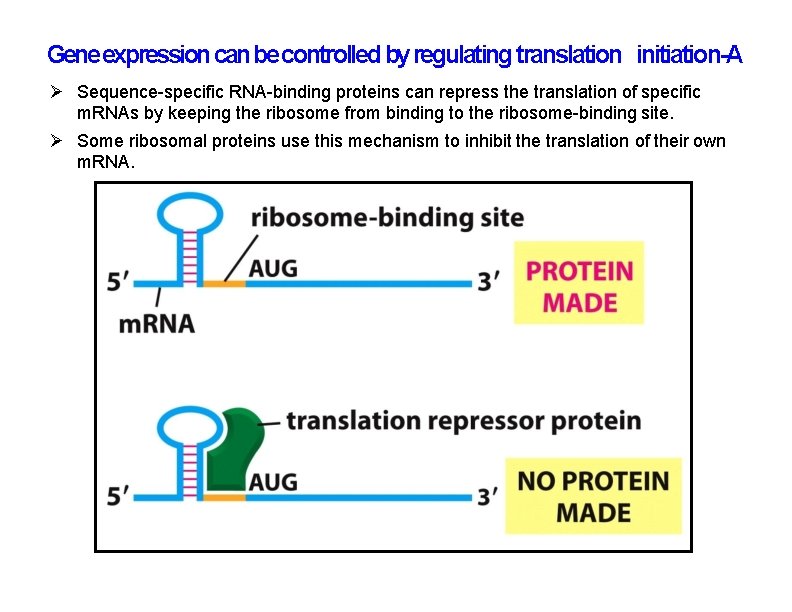 Gene expression can be controlled by regulating translation initiation-A Sequence-specific RNA-binding proteins can repress Gene expression can be controlled by regulating translation initiation-A Sequence-specific RNA-binding proteins can repress