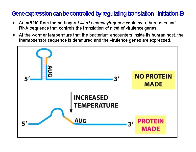 Gene expression can be controlled by regulating translation initiation-B An m. RNA from the Gene expression can be controlled by regulating translation initiation-B An m. RNA from the
