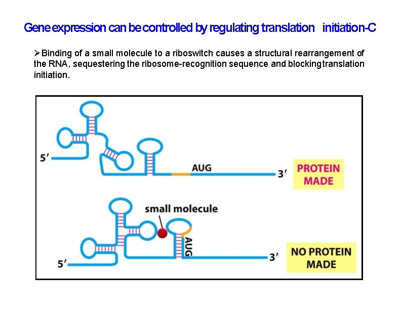 Gene expression can be controlled by regulating translation initiation-C Binding of a small molecule Gene expression can be controlled by regulating translation initiation-C Binding of a small molecule