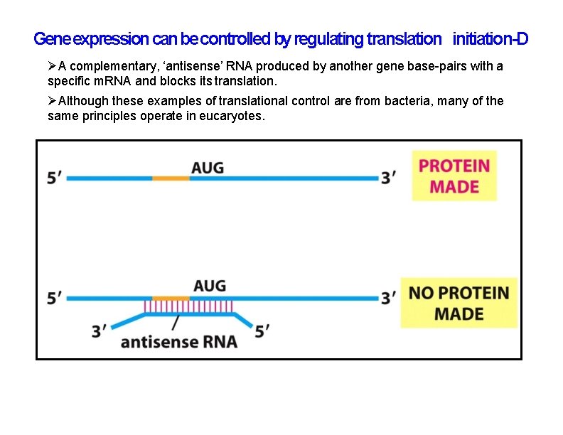 Gene expression can be controlled by regulating translation initiation-D A complementary, ‘antisense’ RNA produced Gene expression can be controlled by regulating translation initiation-D A complementary, ‘antisense’ RNA produced