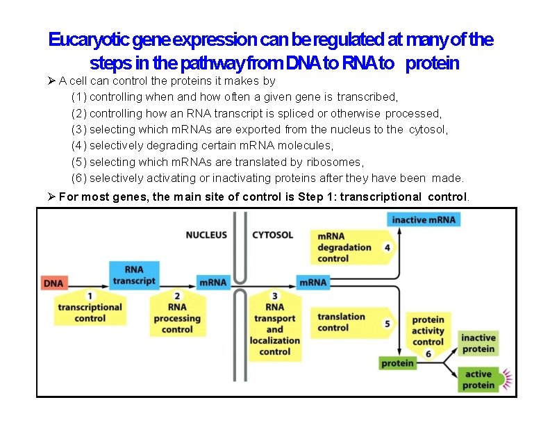 Eucaryotic gene expression can be regulated at many of the steps in the pathway Eucaryotic gene expression can be regulated at many of the steps in the pathway