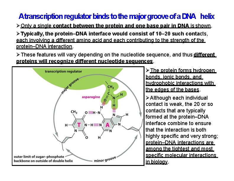 Atranscription regulator binds to the major groove of a DNA helix Only a single Atranscription regulator binds to the major groove of a DNA helix Only a single