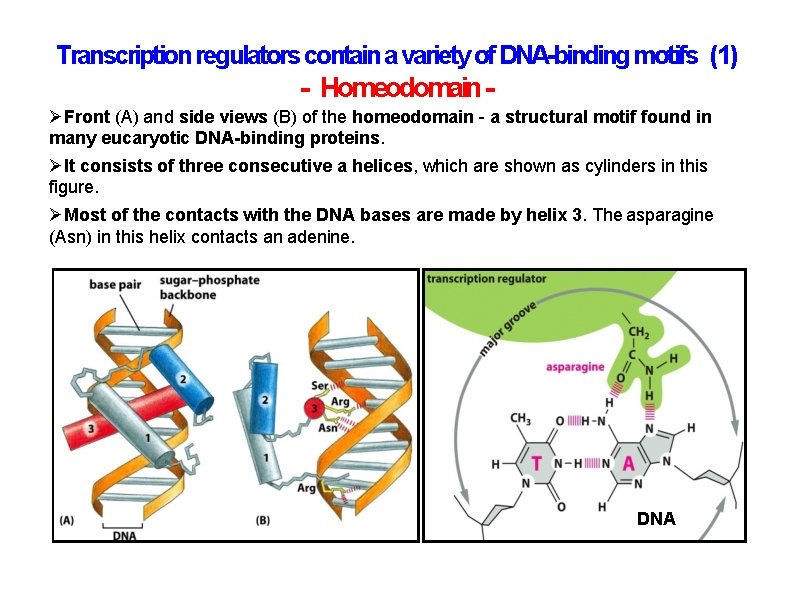Transcription regulators contain a variety of DNA-binding motifs (1) - Homeodomain Front (A) and Transcription regulators contain a variety of DNA-binding motifs (1) - Homeodomain Front (A) and