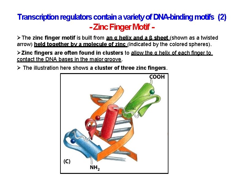 Transcription regulators contain a variety of DNA-binding motifs (2) - Zinc Finger Motif The Transcription regulators contain a variety of DNA-binding motifs (2) - Zinc Finger Motif The