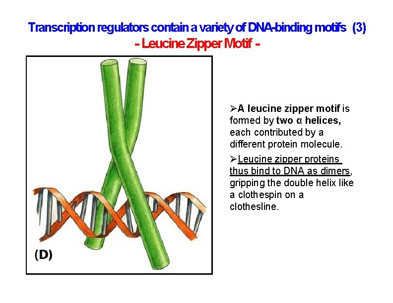 Transcription regulators contain a variety of DNA-binding motifs (3) - Leucine Zipper Motif - Transcription regulators contain a variety of DNA-binding motifs (3) - Leucine Zipper Motif -