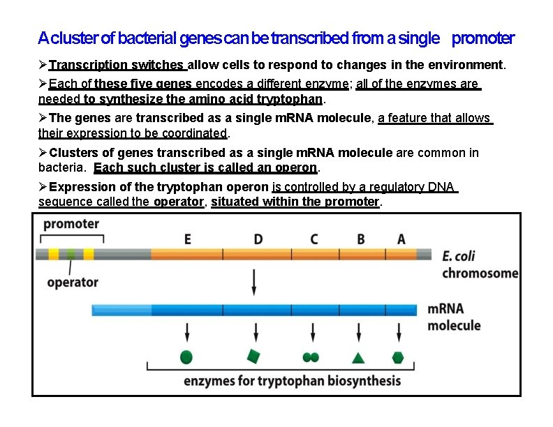 Acluster of bacterial genes can be transcribed from a single promoter Transcription switches allow Acluster of bacterial genes can be transcribed from a single promoter Transcription switches allow