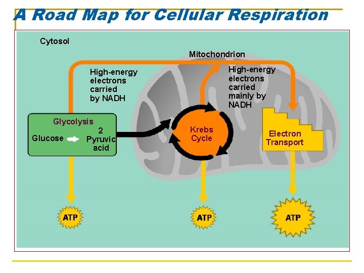 A Road Map for Cellular Respiration Cytosol Mitochondrion High-energy electrons carried mainly by NADH