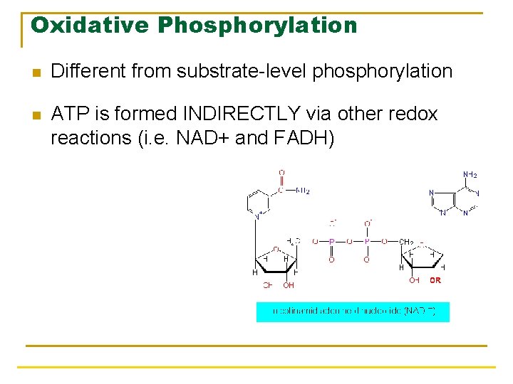 Oxidative Phosphorylation n Different from substrate-level phosphorylation n ATP is formed INDIRECTLY via other