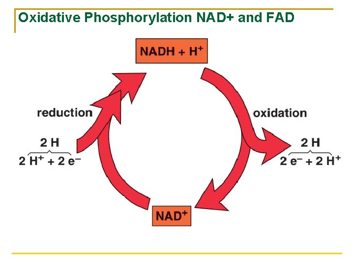 Oxidative Phosphorylation NAD+ and FAD 