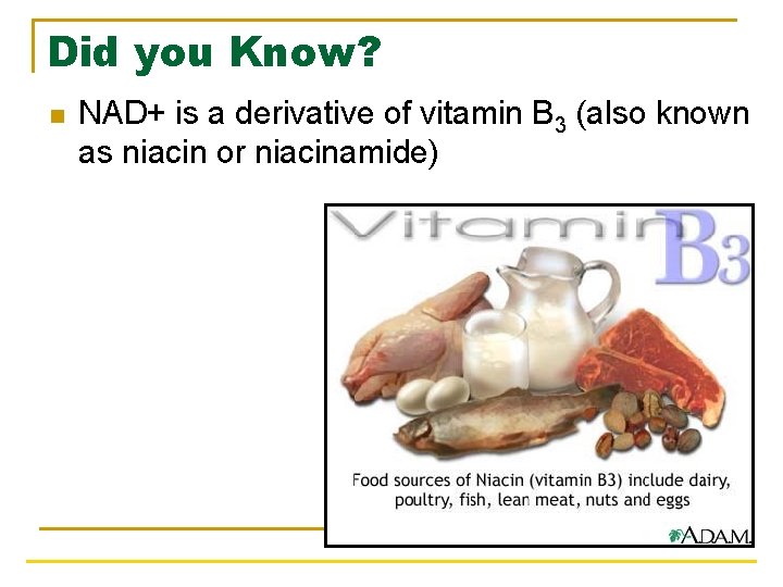 Did you Know? n NAD+ is a derivative of vitamin B 3 (also known