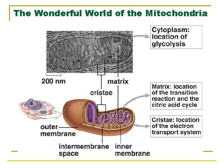 The Wonderful World of the Mitochondria 