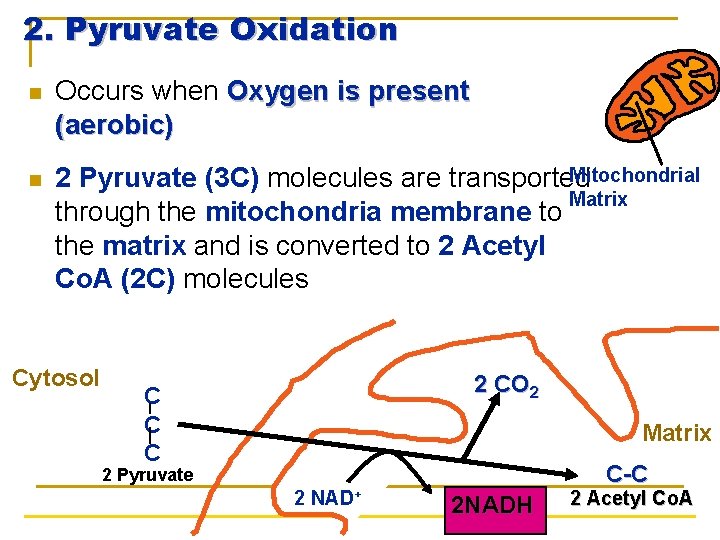 2. Pyruvate Oxidation n Occurs when Oxygen is present (aerobic) n Mitochondrial 2 Pyruvate