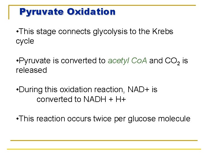 Pyruvate Oxidation • This stage connects glycolysis to the Krebs cycle • Pyruvate is