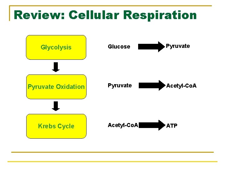 Review: Cellular Respiration Glycolysis Glucose Pyruvate Oxidation Pyruvate Acetyl-Co. A ATP Krebs Cycle 