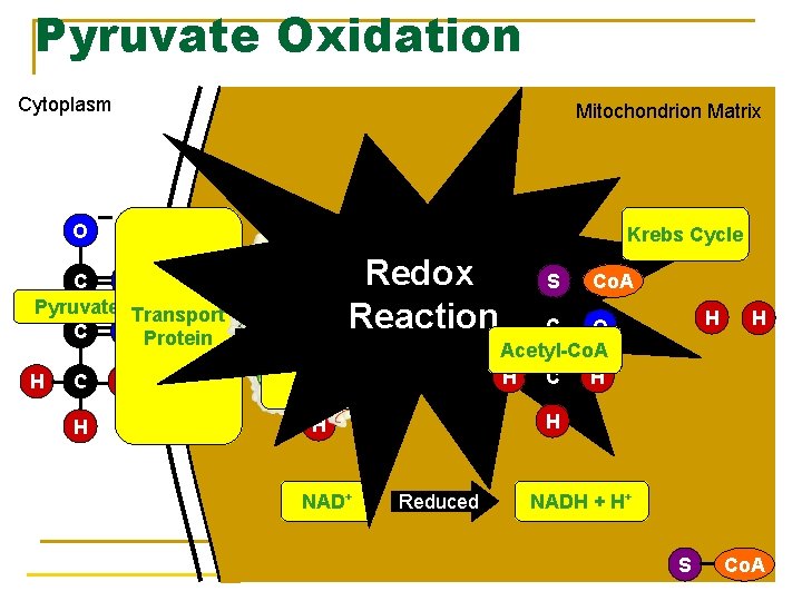Pyruvate Oxidation Cytoplasm Mitochondrion Matrix O O Krebs Cycle d O C Pyruvate Transport
