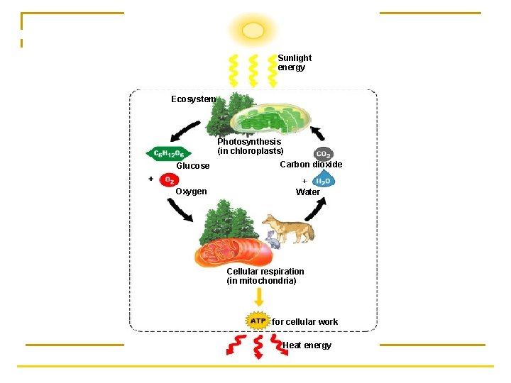 Sunlight energy Ecosystem Photosynthesis (in chloroplasts) Glucose Oxygen Carbon dioxide Water Cellular respiration (in