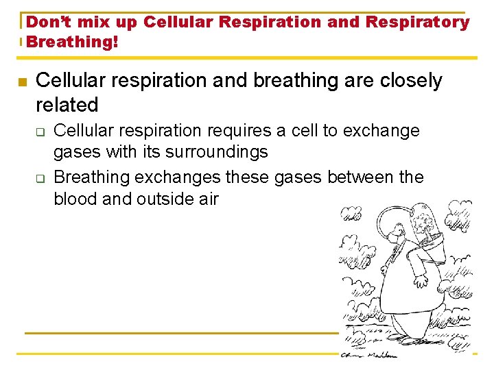 Don’t mix up Cellular Respiration and Respiratory Breathing! n Cellular respiration and breathing are