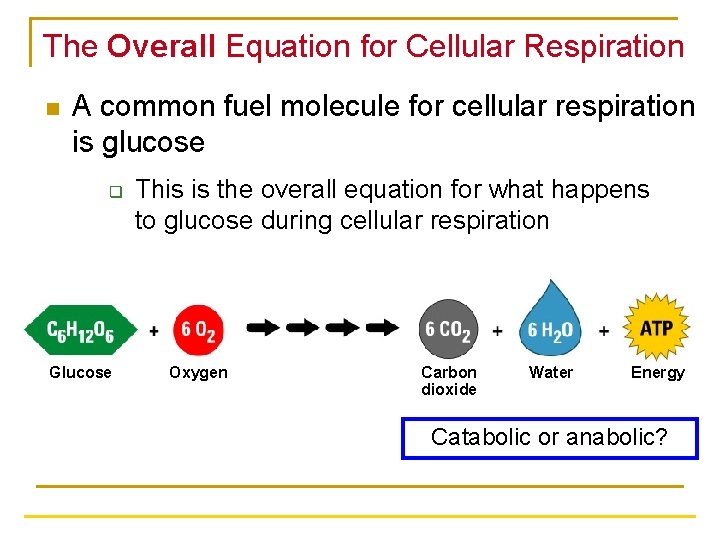 The Overall Equation for Cellular Respiration n A common fuel molecule for cellular respiration