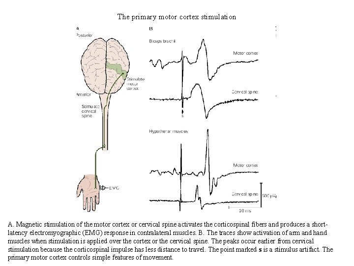 The primary motor cortex stimulation A. Magnetic stimulation of the motor cortex or cervical