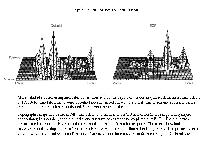 The primary motor cortex stimulation More detailed studies, using microelectrodes inserted into the depths