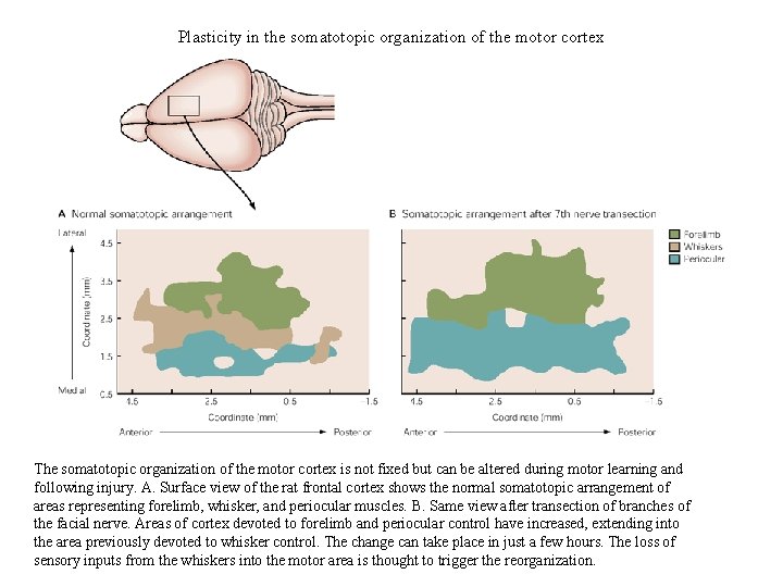 Plasticity in the somatotopic organization of the motor cortex The somatotopic organization of the