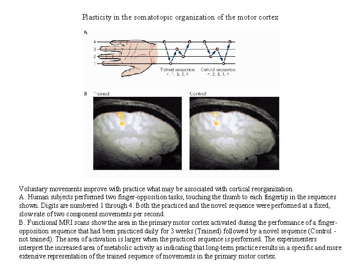 Plasticity in the somatotopic organization of the motor cortex Voluntary movements improve with practice