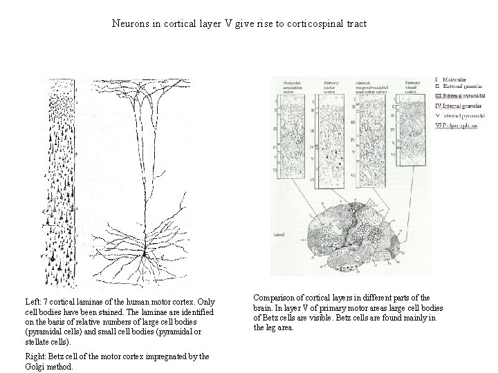 Neurons in cortical layer V give rise to corticospinal tract Left: 7 cortical laminae