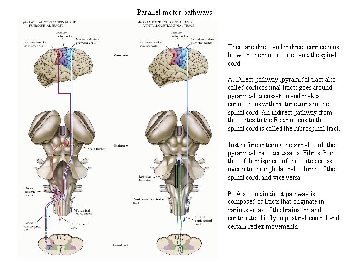 Parallel motor pathways There are direct and indirect connections between the motor cortex and