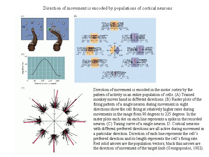 Direction of movement is encoded by populations of cortical neurons Direction of movement is