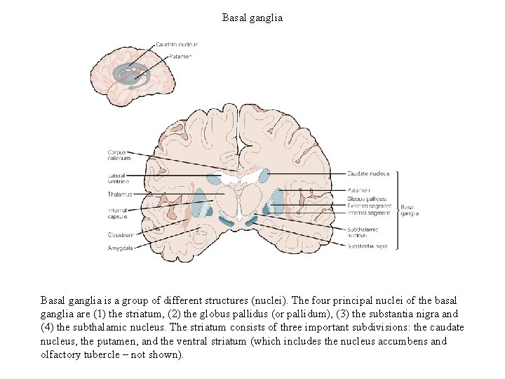 Basal ganglia is a group of different structures (nuclei). The four principal nuclei of