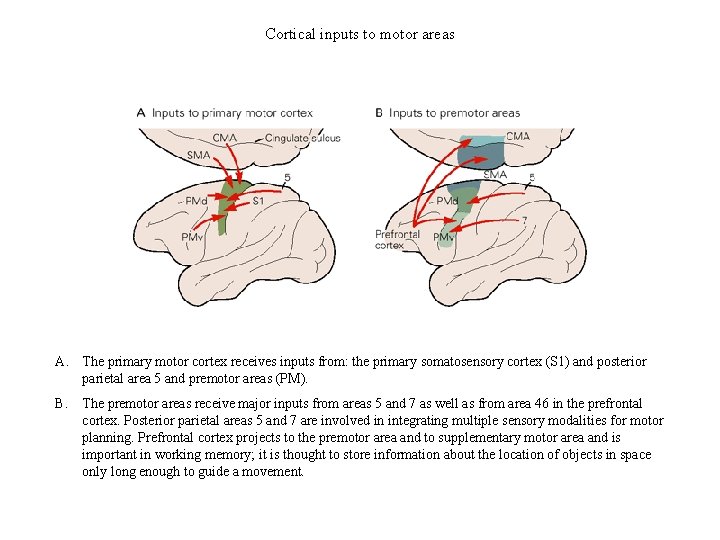 Cortical inputs to motor areas A. The primary motor cortex receives inputs from: the