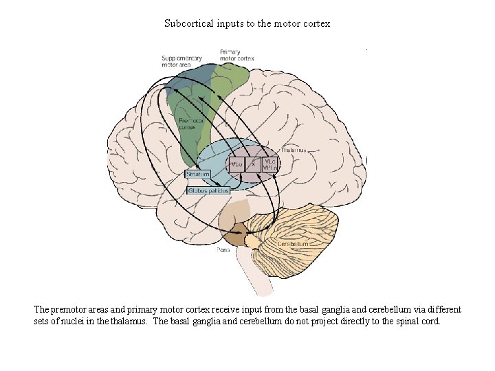 Subcortical inputs to the motor cortex The premotor areas and primary motor cortex receive