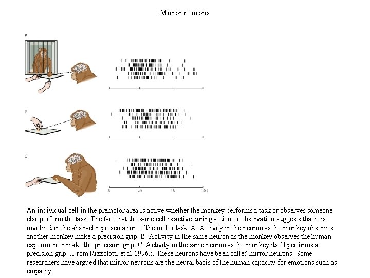 Mirror neurons An individual cell in the premotor area is active whether the monkey